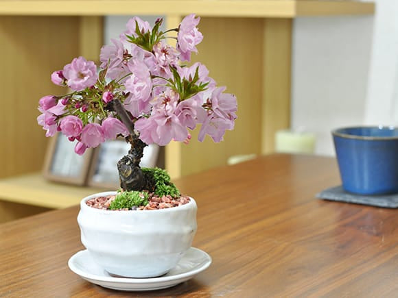 【開花終了】ミニ桜の盆栽 白波和鉢