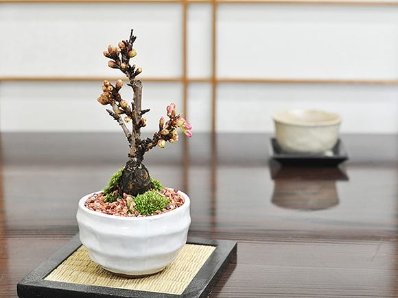【開花終了】ミニ桜の盆栽 白波和鉢