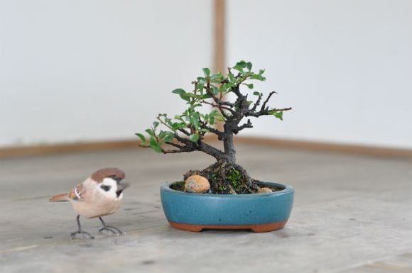 長寿梅 1点もの No.563の盆栽を販売｜はじめては盆栽妙 – 盆栽妙 本店