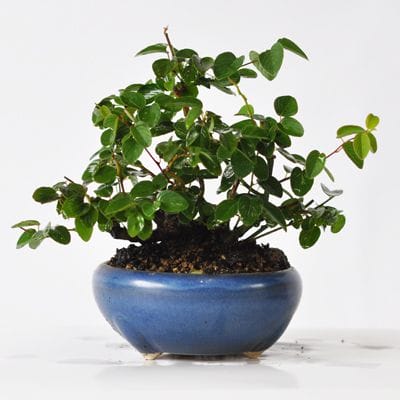 熊柳　1点もの　No.564