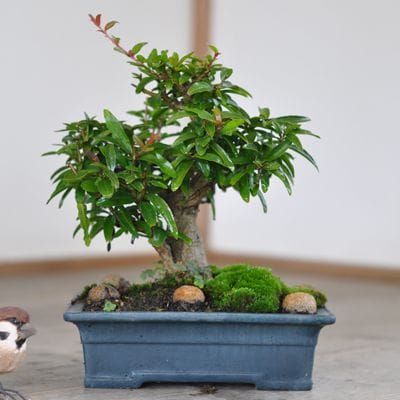 ザクロ　1点もの　No.565