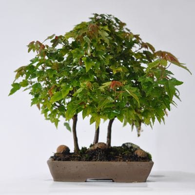 楓　1点もの　No.567