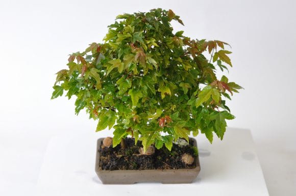 楓 1点もの No.567の盆栽を販売｜はじめては盆栽妙 – 盆栽妙 本店