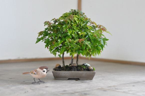 楓 1点もの No.567の盆栽を販売｜はじめては盆栽妙 – 盆栽妙 本店