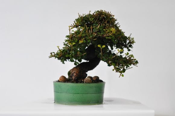 ガマズミ 金華山 1点もの No.568の盆栽を販売｜はじめては盆栽妙