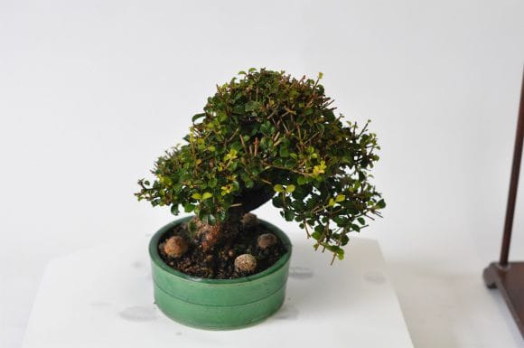 ガマズミ 金華山 1点もの No.568の盆栽を販売｜はじめては盆栽妙