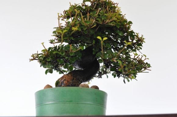 三河盆栽　ガマズミ　盆栽 三河盆栽 ガマズミ 盆栽 三河盆栽 ガマズミ 盆栽