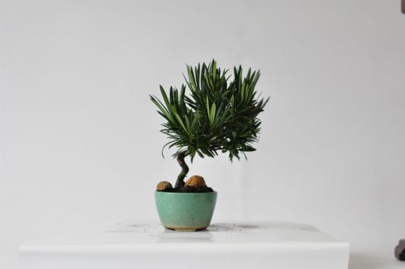 マキ 1点もの No.569の盆栽を販売｜はじめては盆栽妙 – 盆栽妙 本店