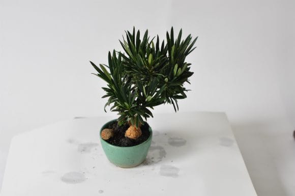 マキ 1点もの No.569の盆栽を販売｜はじめては盆栽妙 – 盆栽妙 本店