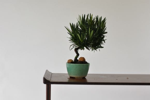 マキ 1点もの No.569の盆栽を販売｜はじめては盆栽妙 – 盆栽妙 本店