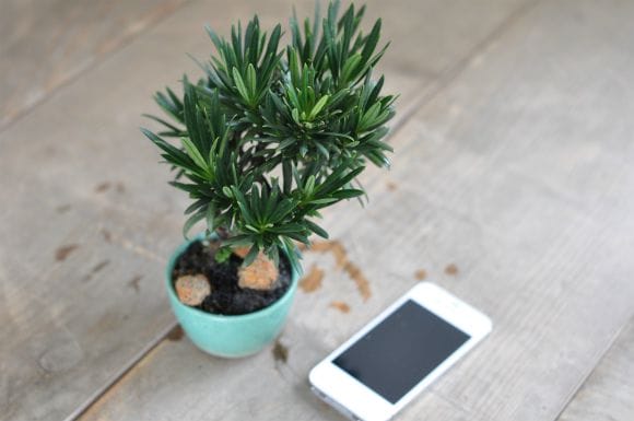 マキ 1点もの No.569の盆栽を販売｜はじめては盆栽妙 – 盆栽妙 本店