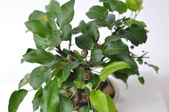 小品盆栽豆梨、花満開 リンショウバイの開花 \u2013 GATE B