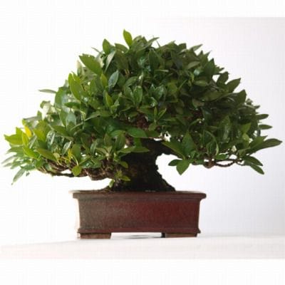 くちなし　1点もの No.79