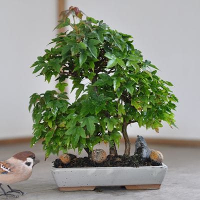 楓　1点もの　No.571