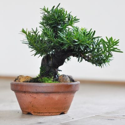 一位　1点もの　No.572