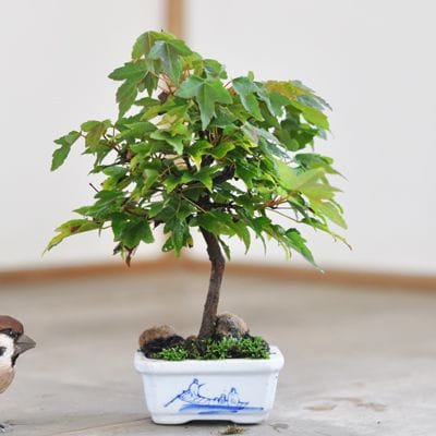 楓　1点もの　No.574