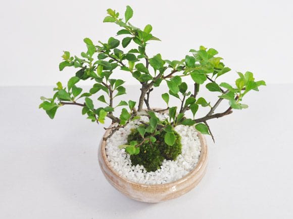 白花長寿梅 若木の盆栽を販売｜入門は盆栽妙 – 盆栽妙 本店