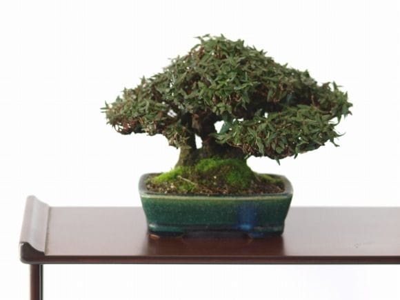 チリメンカズラ　1点もの No.82