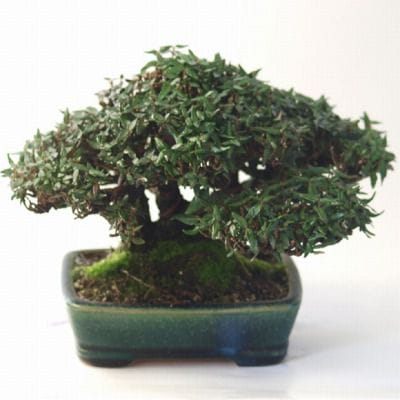 チリメンカズラ　1点もの No.82