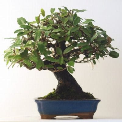 寒グミ　1点もの No.83