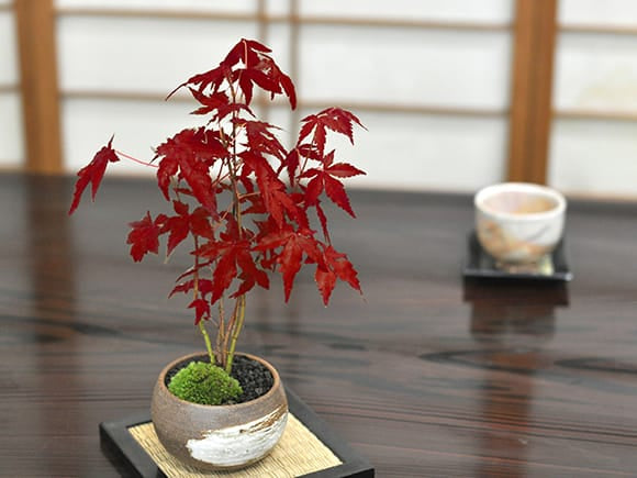 山もみじ ハケメ丸鉢を販売|入門は盆栽妙 – 盆栽妙 本店 山もみじ ハケメ丸鉢を販売|入門は盆栽妙 – 盆栽妙 本店