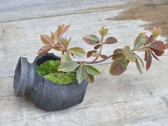 信楽焼 さや鉢 ミニ盆栽.山草鉢 U-15 高さ11cm サヤ鉢