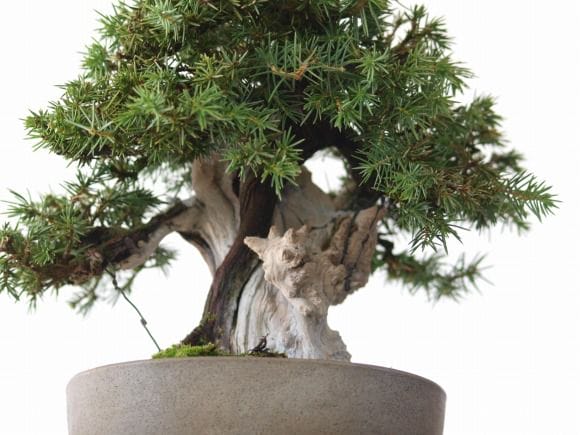 杜松 1点もの No.84の盆栽を販売｜父の日プレゼントの盆栽妙 – 盆栽妙 本店