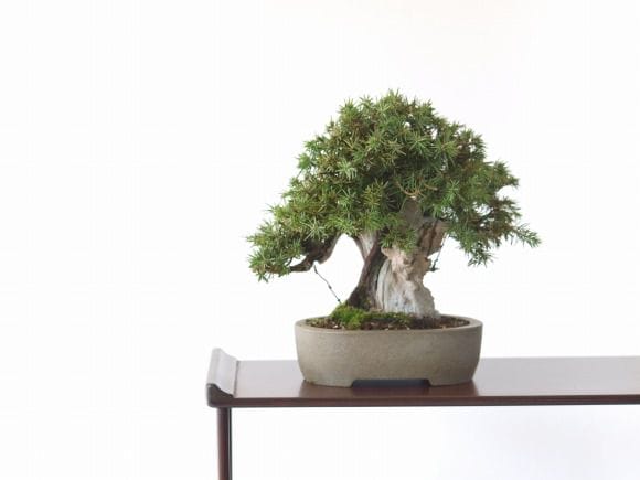 杜松 1点もの No.84の盆栽を販売｜父の日プレゼントの盆栽妙 – 盆栽妙 本店