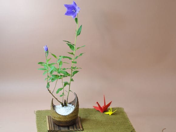 南蛮 三日月鉢　 【山野草鉢】【4号】【信楽焼】