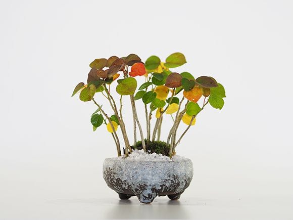 ハマボウの寄せ植え盆栽 ハマボウの寄せ植え｜盆栽妙 – 盆栽妙 本店