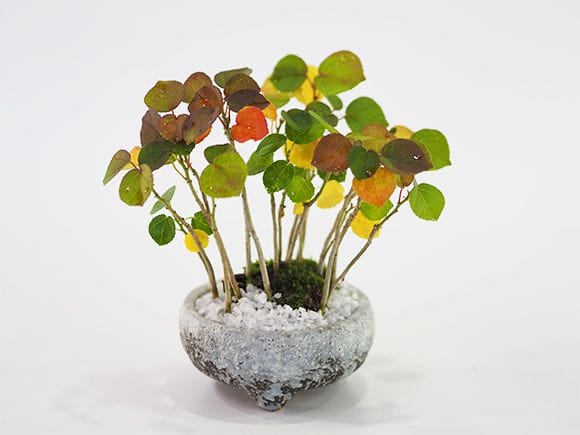 ハマボウの寄せ植え盆栽 ハマボウの寄せ植え｜盆栽妙 – 盆栽妙 本店