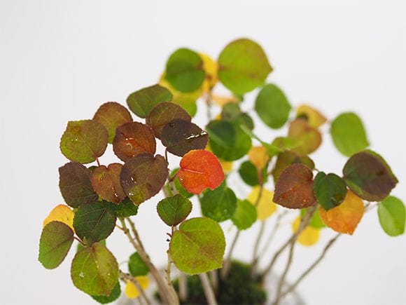 ハマボウの寄せ植え｜盆栽妙 – 盆栽妙 本店