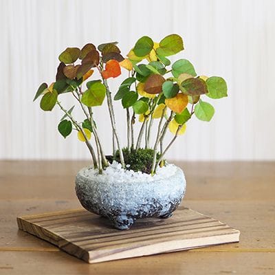 ハマボウの寄せ植え