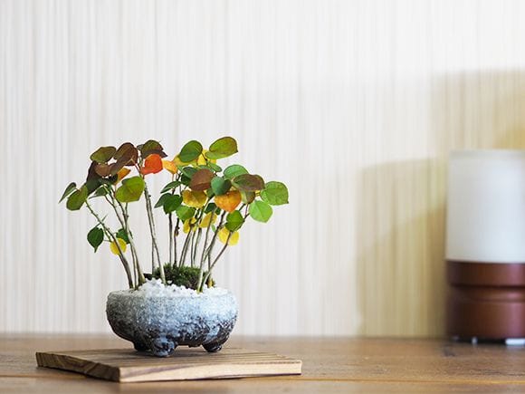 ハマボウの寄せ植え｜盆栽妙 – 盆栽妙 本店