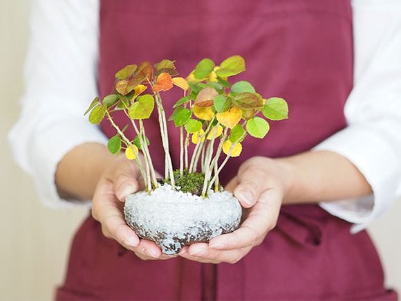 ハマボウの寄せ植え