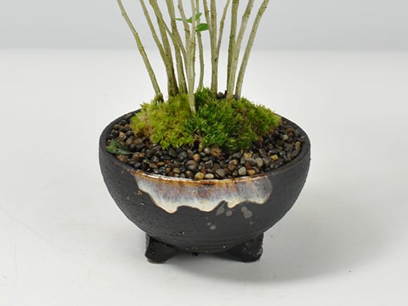 ハマボウの寄せ植え盆栽 ハマボウの寄せ植え｜盆栽妙 – 盆栽妙 本店