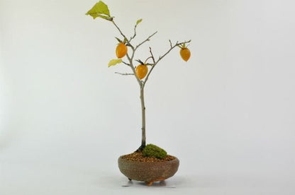 老爺柿(ロウヤガキ)のミニ盆栽