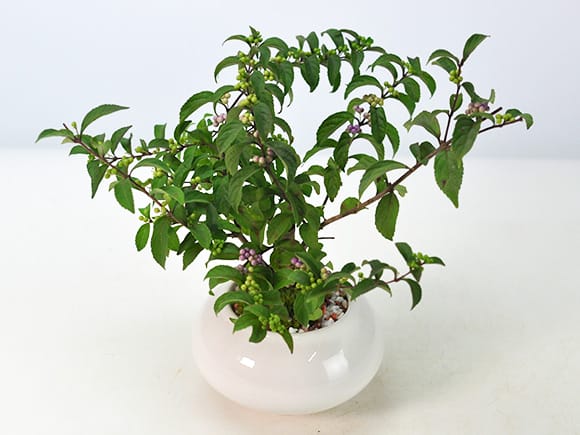 りょう 盆栽 紫式部 実沢山 紫式部 紫の実のなる盆栽の盆栽を販売 りょう 盆栽 紫式部 実沢山 紫式部 紫の実のなる盆栽の盆栽を販売