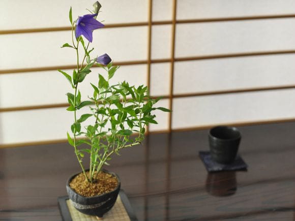 桔梗　紫の花咲く盆栽仕立て