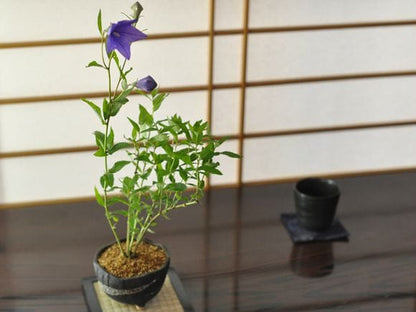 桔梗　紫の花咲く盆栽仕立て