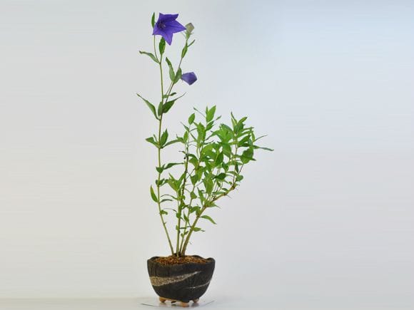 桔梗　紫の花咲く盆栽仕立て