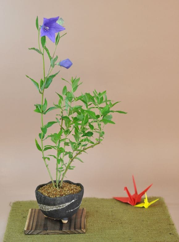 桔梗　紫の花咲く盆栽仕立て
