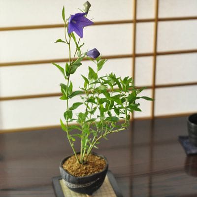 桔梗　紫の花咲く盆栽仕立て