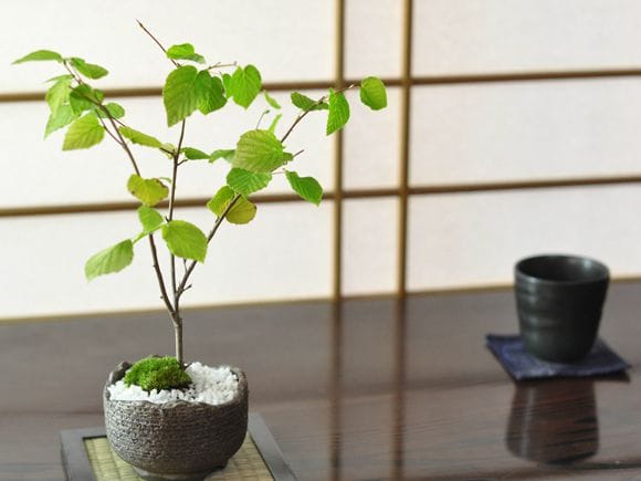 姫水木 縁起の良い花の咲く盆栽の盆栽を販売｜入門は盆栽妙 – 盆栽妙 本店