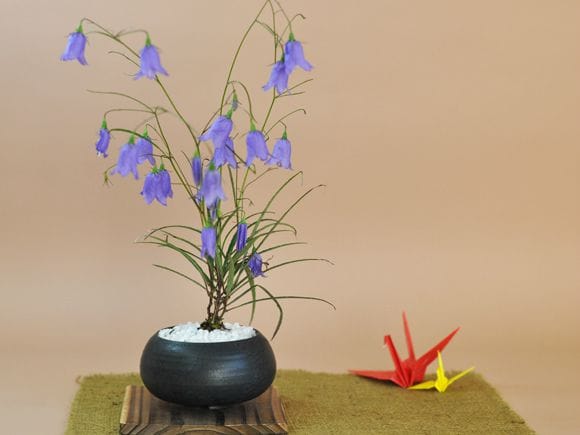 岩シャジン