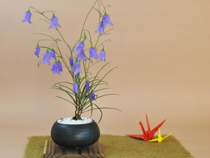 岩シャジン