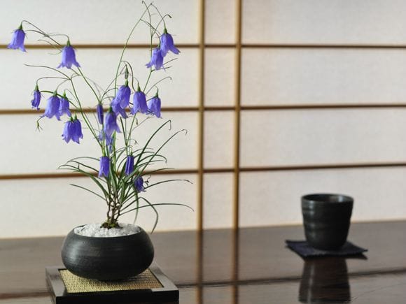 岩シャジン