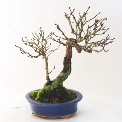 さんざし　1点もの No.86