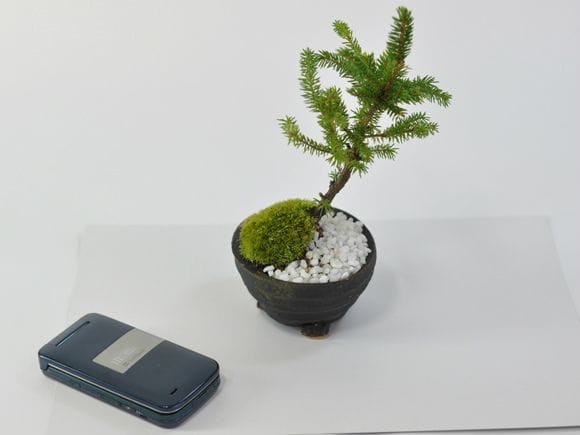 エゾ松 北海道産の松盆栽の盆栽を販売｜入門は盆栽妙 – 盆栽妙 本店