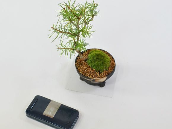 カラマツ 落葉する松の盆栽を販売｜入門は盆栽妙 – 盆栽妙 本店